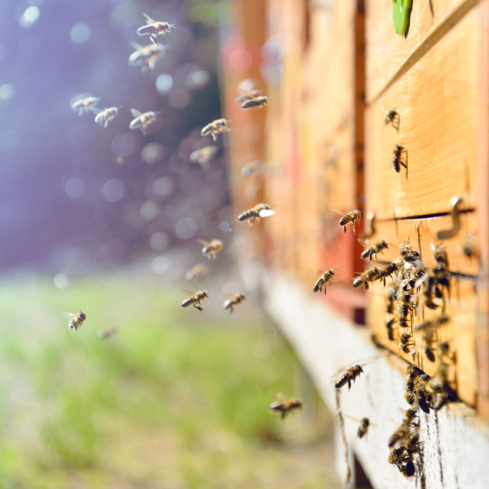 Ensemble, soutenons l’apiculture française de qualité !