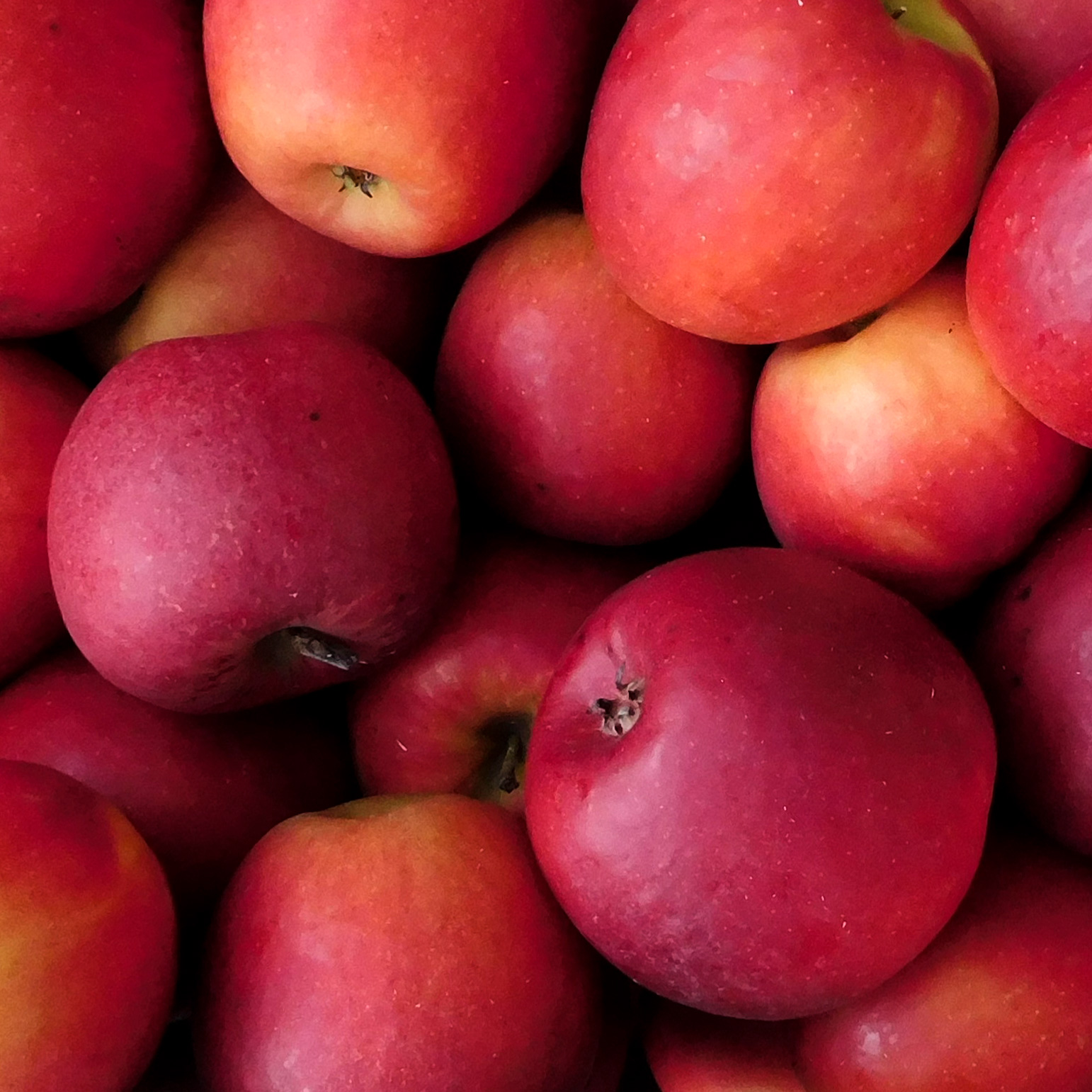 Les Pommes de Pascale arrivent ! Les Pommes de Pascale arrivent !