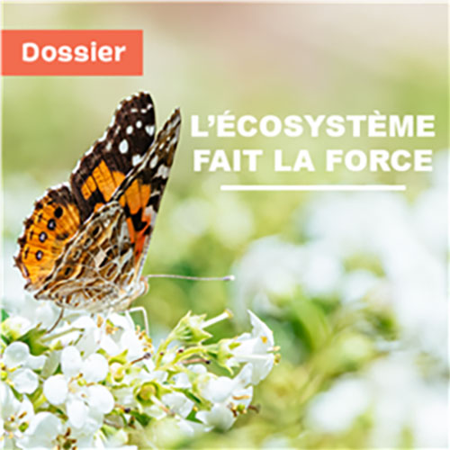 Reportage : L'écosystème fait la force