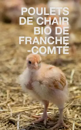 Les Poulets de chair BIO de Franche-Comté